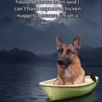 Dog 1