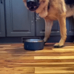Dog 2